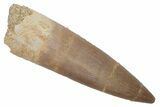Fossil Plesiosaur (Zarafasaura) Tooth - Morocco #215828-1